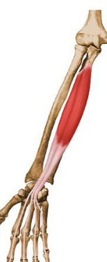 <p>What muscle is being shown?</p>