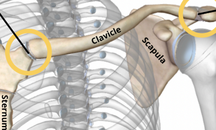<p>a fixed joint, where the acromial end of the clavicle articulates with the acromion process. </p>