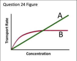<p>Which line in the figure best represents the concentration</p><p>dependence of glucose transport into cells? A or B<br><br></p>