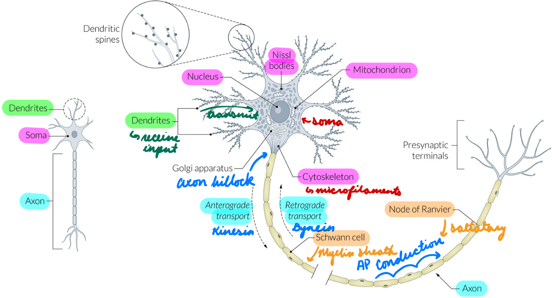 <p>Cell body</p><p>Contain:</p><ul><li><p>Nucleus + organelles</p></li><li><p>Nissl Substance: Produced by rough ER proteins</p></li><li><p>Cytoskeleton: Microfilaments</p></li></ul><p></p>