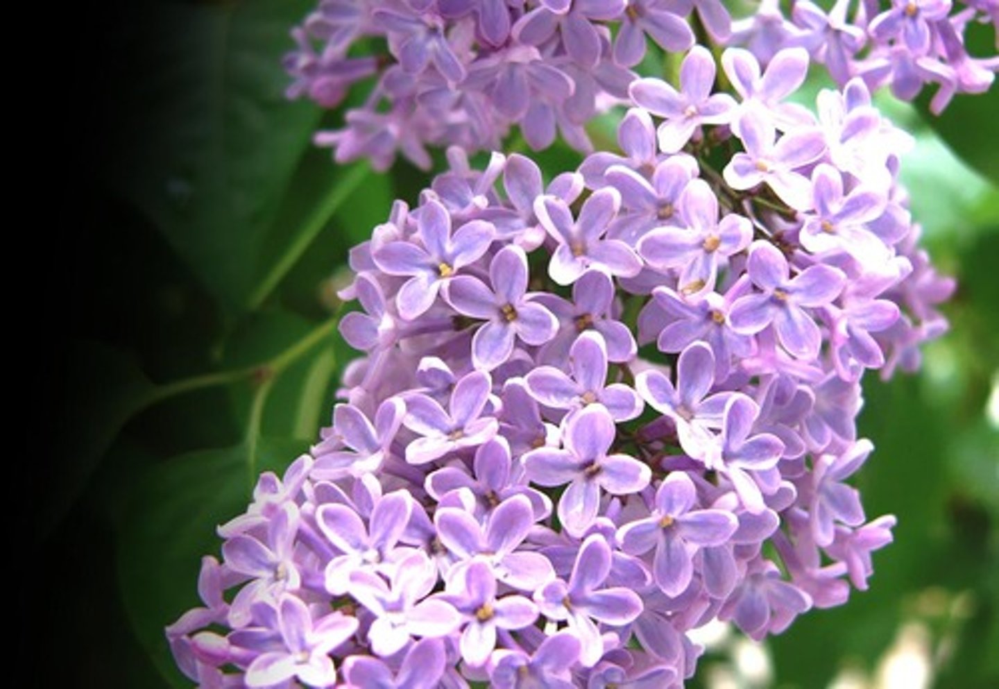 <p>le lilas</p>
