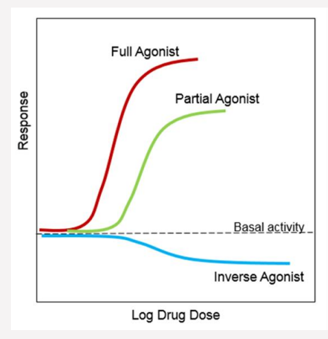 <ul><li><p>Primary agonist: binds the same site as the endogenous agonist.</p></li><li><p>Full agonist: activates signaling to maximum capability. <span style="background-color: transparent; font-family: "Times New Roman", serif;">Produces 100% of the possible response (Emax).</span></p></li><li><p>Partial agonist: only partly as effective as a full agonist. <span style="background-color: transparent; font-family: "Times New Roman", serif;">Only produces a sub-maximal response, even at 100% receptor occupancy. It can act as an antagonist if it competes with a full agonist.</span></p></li><li><p>Inverse agonist: stabilizes constitutively active receptors in an inactive conformation — receptor activity drops below baseline levels</p></li><li><p>Allosteric agonist: binds a distinct, non-overlapping site from the endogenous agonist</p></li></ul><p><strong>→ allosteric agonist</strong> binds to a <strong>different site on the receptor</strong> than where the body's natural (endogenous) agonist binds and <strong>activates the receptor</strong></p>