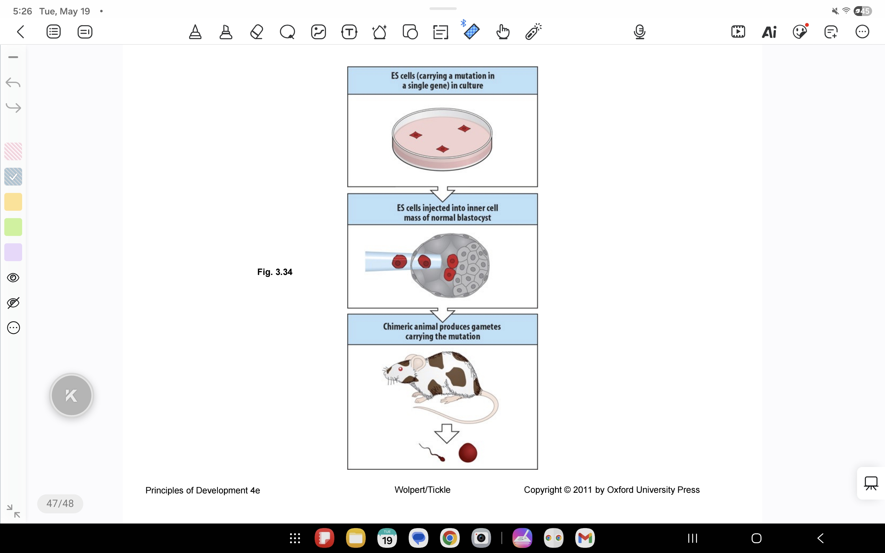 <p>Foreign DNA is inserted into the mouse embryo genome</p>