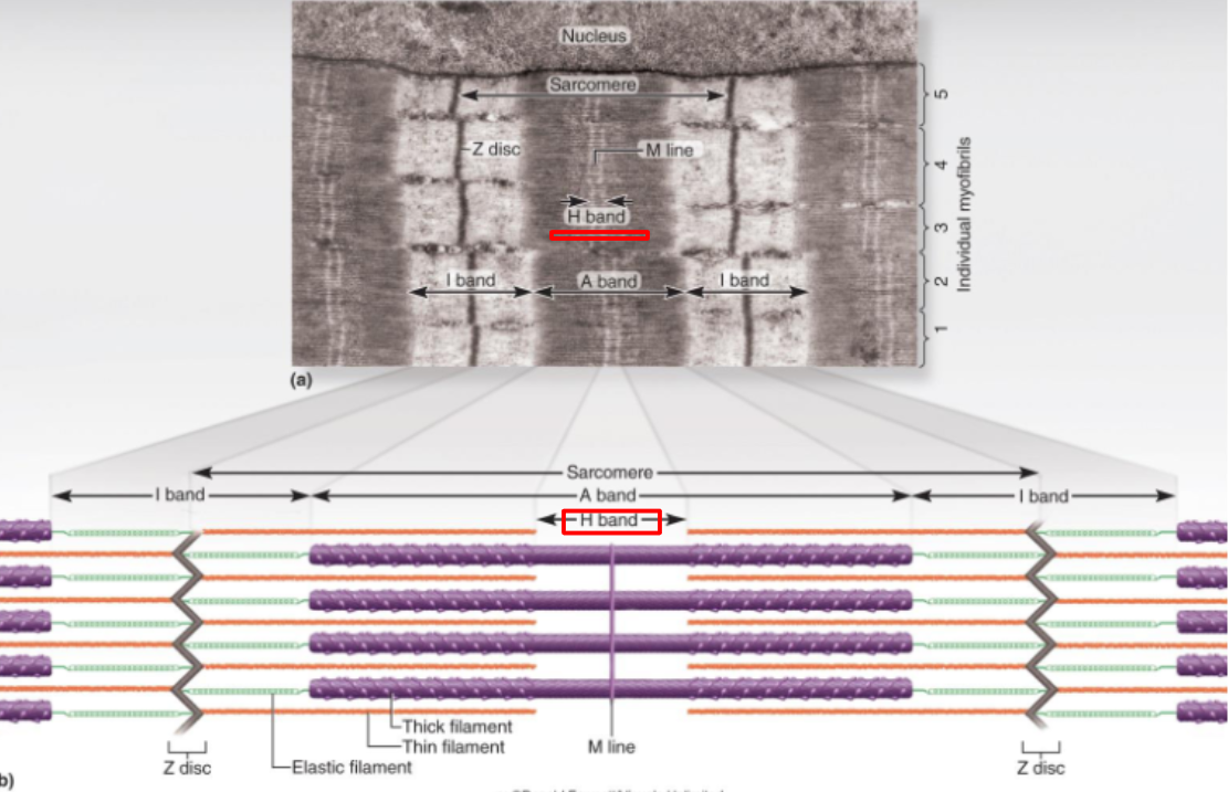 <p>The area of an <strong>A-band</strong> that is only composed of <strong>myosin </strong>(<strong>thick filament</strong>)</p>