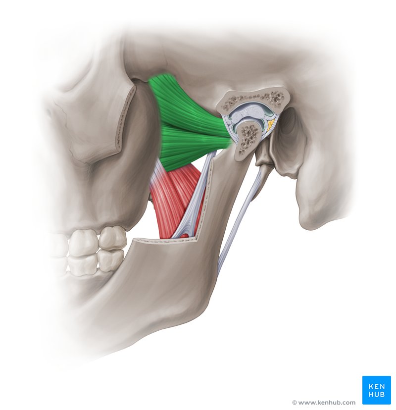 <p>name these two muscles. what are their functions? what nerve and branch are they innervated by?</p>