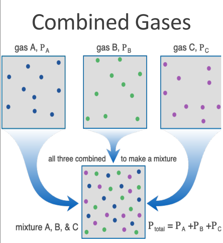 <p>• Each gas in a mixture contributes to the total pressure <strong>in proportion to its relative abundance </strong></p><p>• The more of a particular gas, the more it contributes to the overall pressure </p><p>• At sea level, respiration is optimized for O2 saturation </p><p>• At higher (airplane) or lower (deep sea diving) heights/depths, partial pressure of O2 changes. </p><p></p><p><strong>The Bends </strong></p><p>• Decompression Sickness </p><p>• Inc. nitrogen dissolution </p><p>• N2 Gas bubbles up in tissue, joint pain, stroke</p>