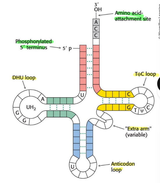 <p>acceptor stem is the red region and CCA region</p><ul><li><p>t loop on right</p></li><li><p>dhu loop on left</p></li><li><p>extra arm lower of t loop</p></li><li><p>anticodon loop on bottom</p></li></ul><p></p>