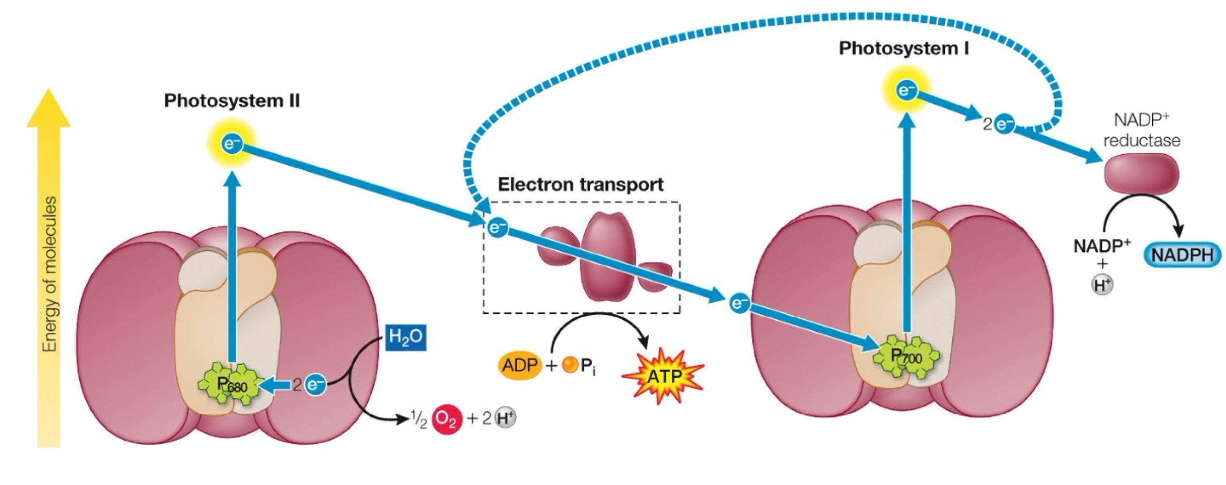 <ul><li><p>PS I energizes the electrons again by accepting an electron from the ETC, a photon excites it, and then gets captured away by NADP<sup>+</sup> </p></li><li><p>NADP<sup>+</sup> becomes NADPH (in stroma)</p></li></ul><p></p>