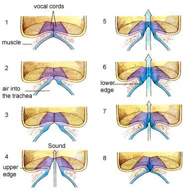 <p>increasing subglottal pressure (lung pressure increases peak glow rate and results in a greater vibratory amplitude of VF). </p><p>increased mouth opening and F0</p><p>alterations in phase lag between lower and upper margins of VF</p>