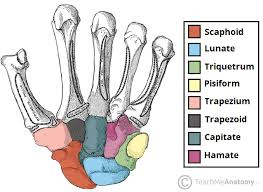 <p>What bones are these?</p>
