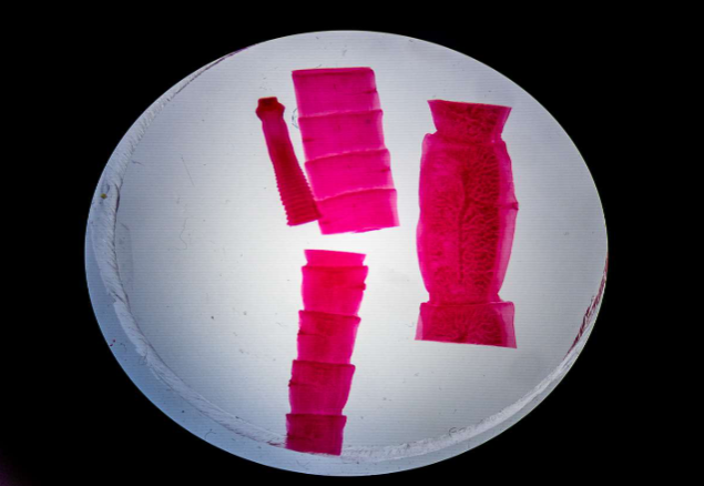 <p>What Phylum &amp; name?</p>