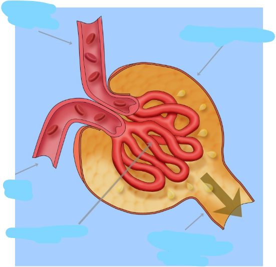 <p>what it is in its entirety + what its made of</p>