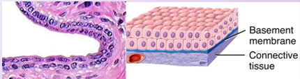 <p>Stratified cuboidal epithelium</p>