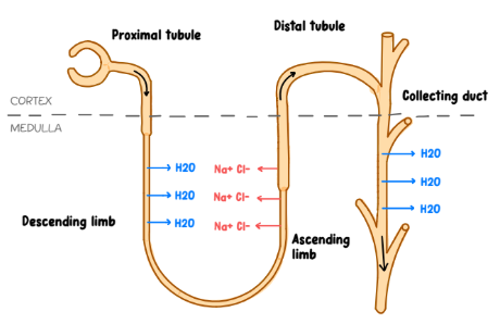 <p><span style="background-color: transparent;">-Kidneys filters blood, removes wastes, and produces urine&nbsp;</span></p><p><span style="background-color: transparent;"><strong>1. Bowman's capsule:</strong> Filters blood to start urine formation.</span></p><p><span style="background-color: transparent;"><strong>2. Proximal convoluted tubule (PCT):</strong> Bulk reabsorption of glucose, amino acids, salts &amp; H₂O; secretes H⁺, NH₃ &amp; drugs.</span></p><p><span style="background-color: transparent;"><strong>3. Descending loop of Henle:</strong> Permeable to H₂O only.</span></p><p><span style="background-color: transparent;"><strong>4. Ascending loop of Henle:</strong> Permeable to salts only.</span></p><p><span style="background-color: transparent;"><strong>5. Distal convoluted tubule (DCT):</strong> Fine-tunes ions; responds to aldosterone.</span></p><p><span style="background-color: transparent;"><strong>6. Collecting duct:</strong> Responds to ADH &amp; aldosterone; Reabsorbs H₂O.</span></p><p><span style="background-color: transparent;"><strong>7. Renal pelvis:</strong> Collects urine.</span></p><p><span style="background-color: transparent;"><strong>8. Ureter (yur-uh-tur): </strong>Carries urine to the bladder.</span></p><p><span style="background-color: transparent;"><strong>9. Bladder: </strong>Stores urine.</span></p><p><span style="background-color: transparent;"><strong>10. Urethra (yur-re-tah):</strong> Releases urine.&nbsp;</span></p><p><span style="background-color: transparent;">Mmenomic: Big Pandas Do Awesome Dances Carrying Red Umbrellas Back Up.</span></p>