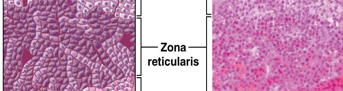 <ul><li><p>Innermost zone of adrenal cortex</p></li><li><p>Thin layer of cells; arranged loosely in clusters </p></li><li><p>Secrete androgenic steroids (gonadocorticoids) </p></li></ul><p></p>