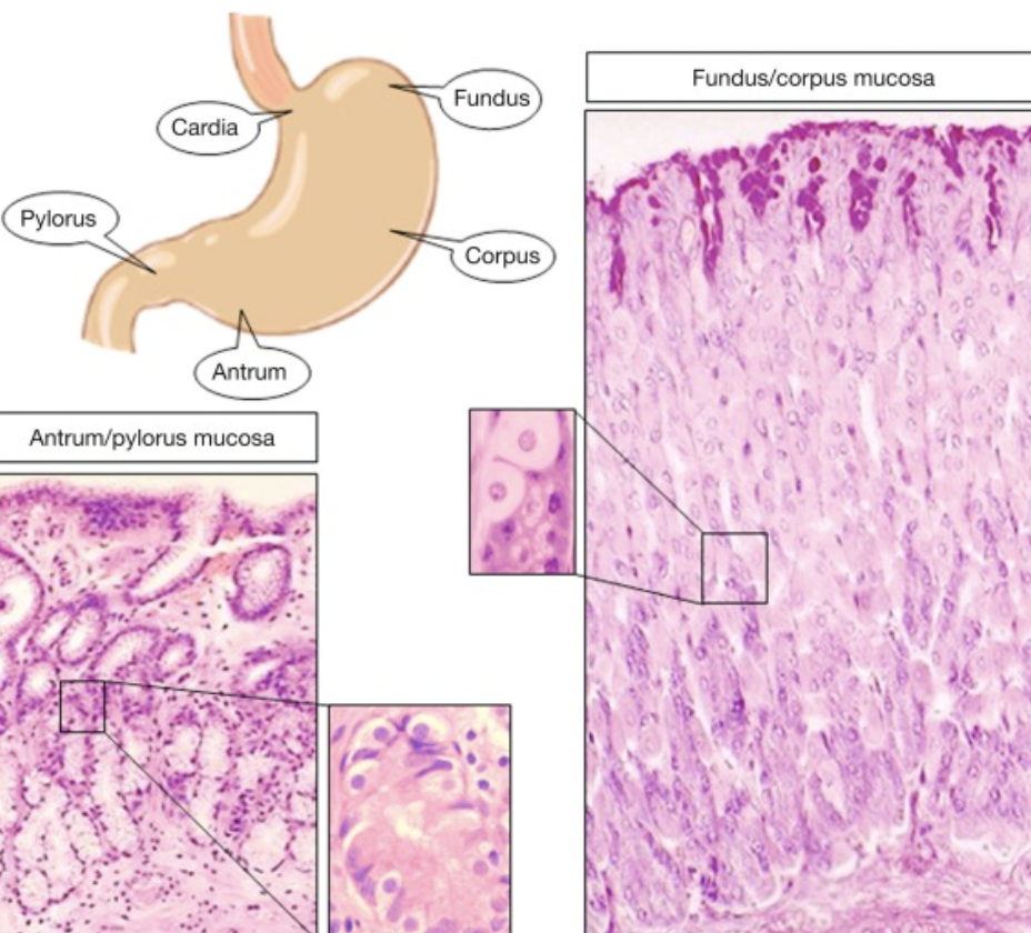 <p>Stomach mucosa (contains gastric pits) </p>