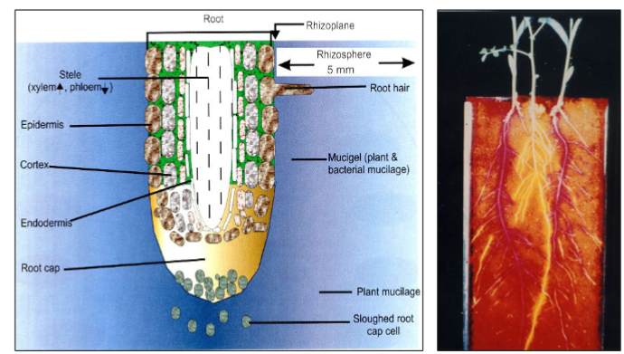 <p><strong><u>Morphological Adaptations: Flooding</u></strong></p><ul><li><p><span style="font-family: "Comic Sans MS";">Lacunae/aerenchyma =</span></p><ul><li><p></p></li></ul></li></ul><p></p>