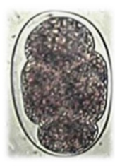 <p>Identify</p>