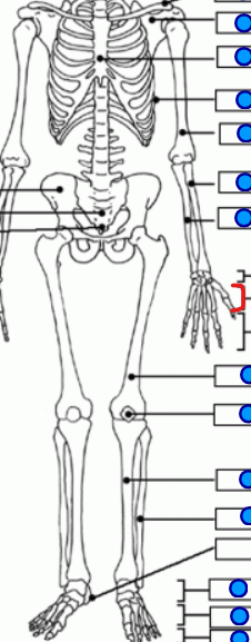 <p>lower finger bones between the carpals and the phalanges </p>