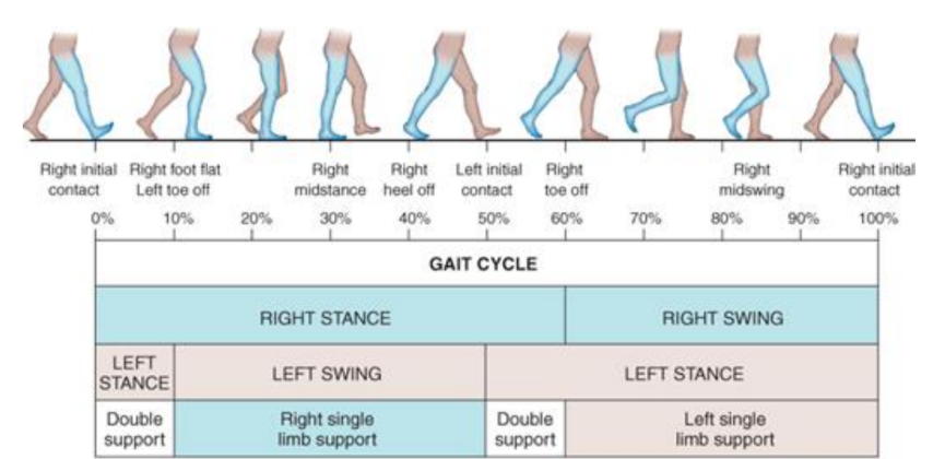 <ul><li><p>Phases</p><ul><li><p>60% stance phase</p></li><li><p>40% swing phase</p></li></ul></li><li><p>Support</p><ul><li><p>20% double limb support</p></li><li><p>80% single limb support</p></li></ul></li><li><p>GRF: 1.25BW</p></li></ul><p></p>