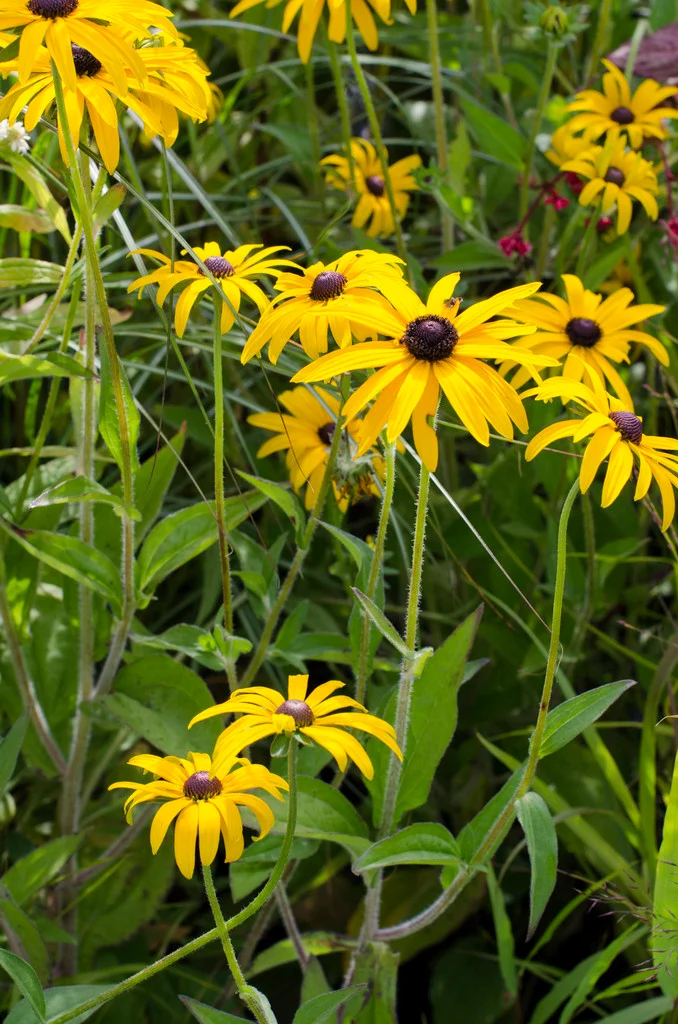 <p><em>Rudbeckia fulgida</em> var. <em>deamii </em>height</p>