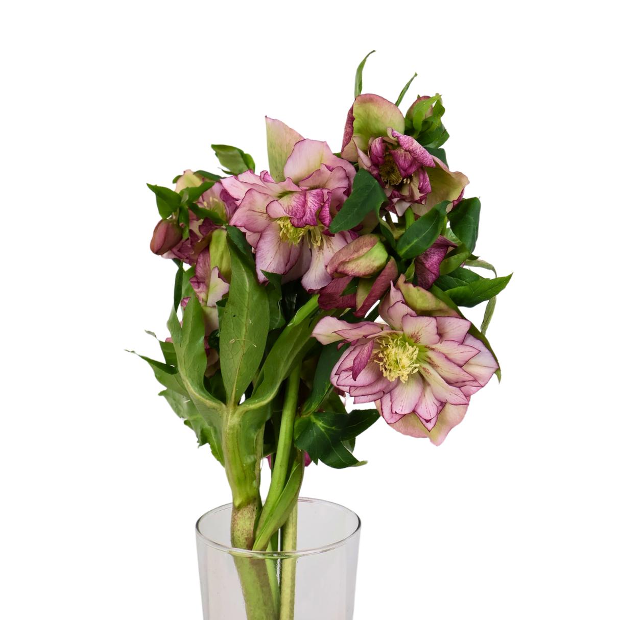 <p>Fiore elegante, spesso verde/rosa, pendulo. <strong>Cura:</strong> molta acqua, fresco.</p>