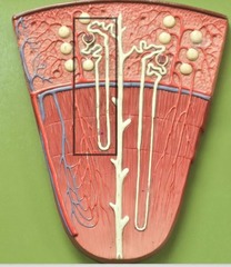 <p>Identify this whole structure (be specific).</p>