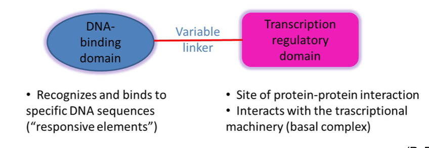 <p>two distinct domains</p>