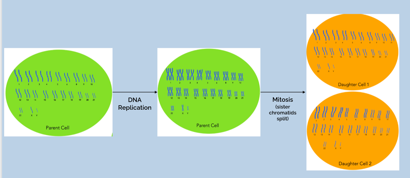 <p>before mitosis </p><ul><li><p>dna replication must occur first, ensures each daughter cell can have enough chromosomes </p></li></ul><p></p><p>during mitosis </p><ul><li><p>sister chromatids seperate into each daughter cells </p></li></ul><p></p>