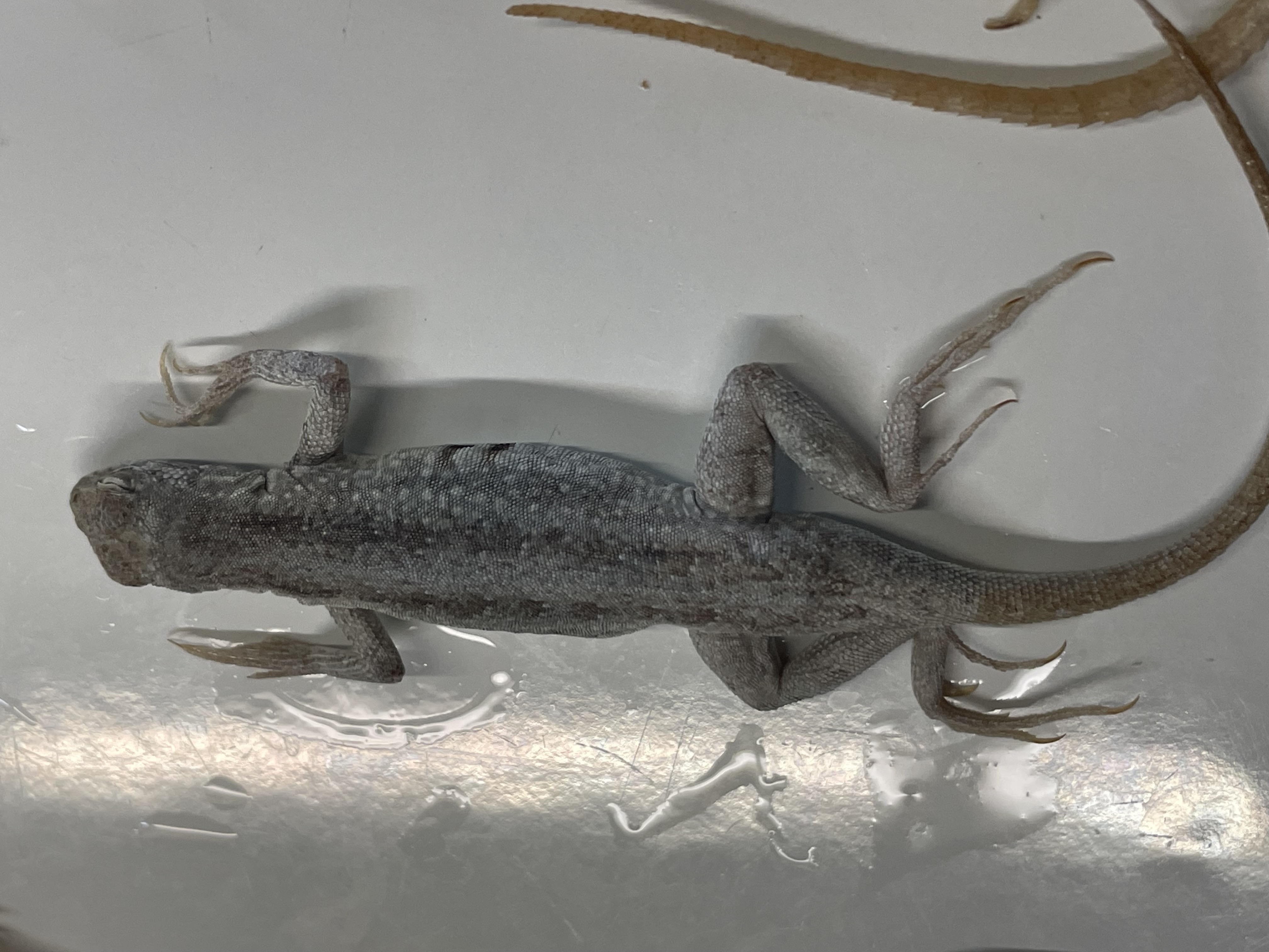 <p>Genus and species</p>