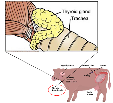 <p>TSH from anterior pituitary → Affect thyroid gland</p><p>Two lobes on each side of larynx</p><p>Two different cells </p><ul><li><p>Thyroid follicular epithelium</p></li><li><p>Medullary (C) cells</p></li></ul><p></p>