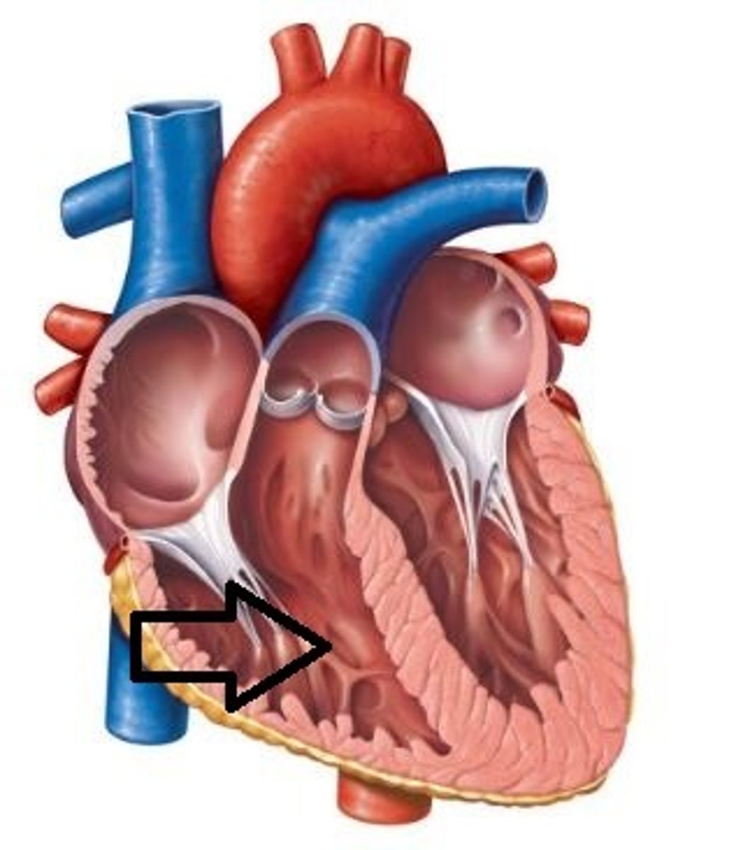<p>Tricuspid valve</p><p>Chordae tendineae</p><p>Papillary muscles</p><p>Moderator band</p><p>Trabeculae carneae</p><p>Pulmonary valve</p>