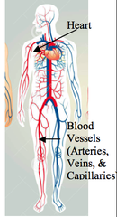 <p>The heart and blood vessels</p>