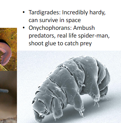 <p>the cute looking shi</p>