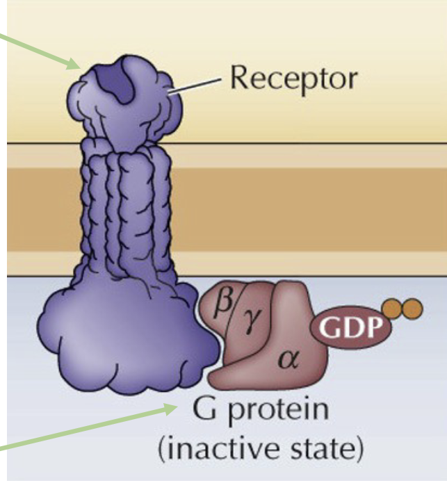 <p>In the absence of hormone, GPCR inactive with alpha subunit bound to GDP in a complex with beta and gamma</p>