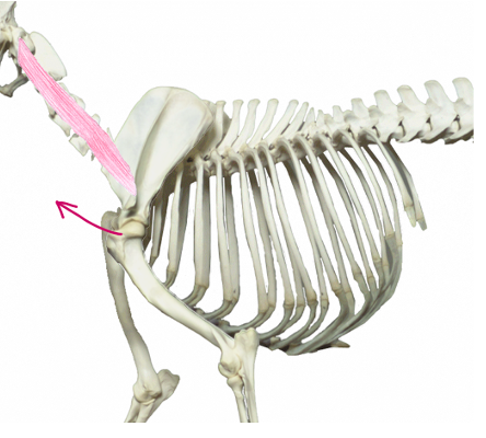 <p>What muscle is this?</p><p>What muscle group is it in?</p>