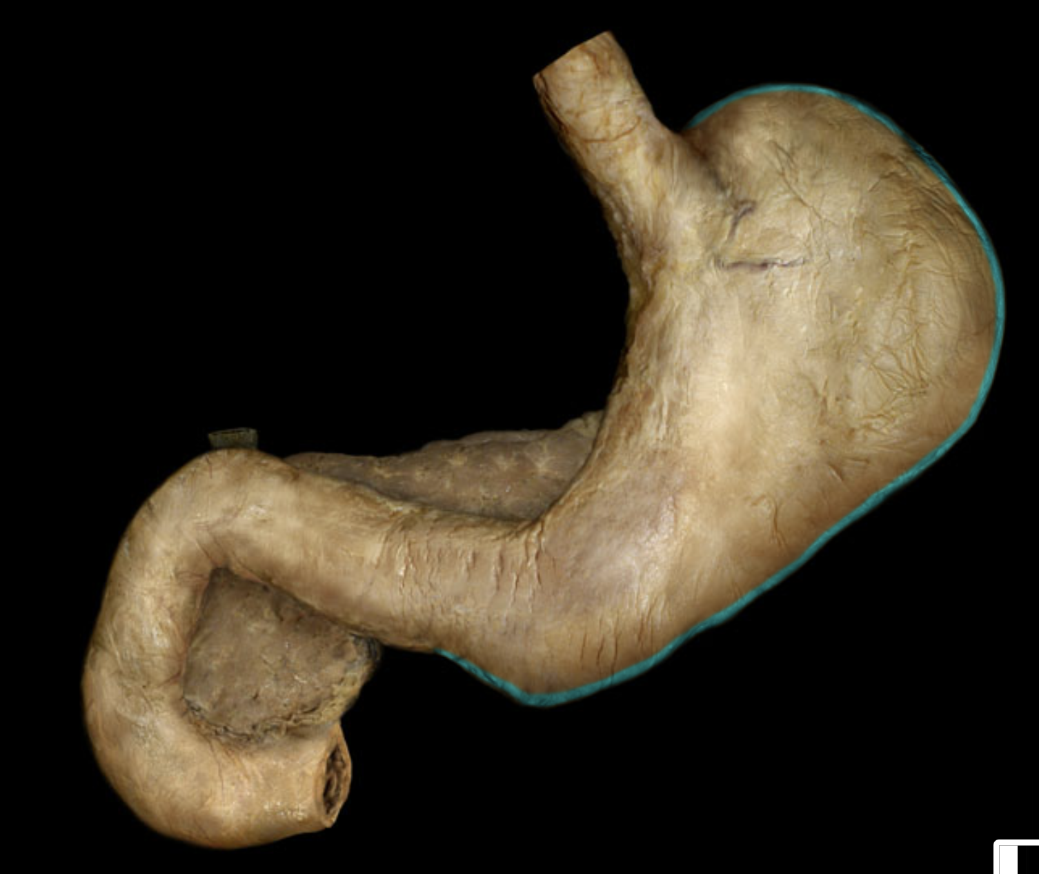 term image