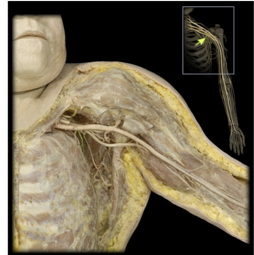 <p>What’s the spinal level of the upper subscapular nerve?</p>