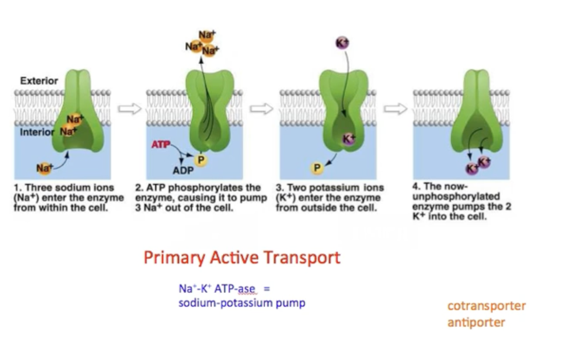 <ul><li><p>uses ATP to transport sodium out and potassium into the cell against their concentration gradients. </p></li><li><p><span style="background-color: transparent;">Na<sup>+</sup>-K<sup>+</sup> ATP-ase = sodium-potassium pump</span></p></li><li><p><span style="background-color: transparent;">This is an antiporter which means it moves two different ions in opposite directions. </span></p></li></ul><p></p>
