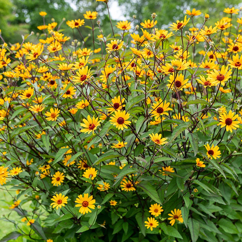 <p>asteraceae</p><p>opposite</p><p>very coarse foliage very coarsely toothed</p>