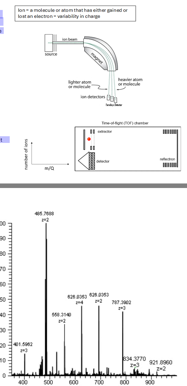 <p>Studied by mass spectrometry (MS)</p>