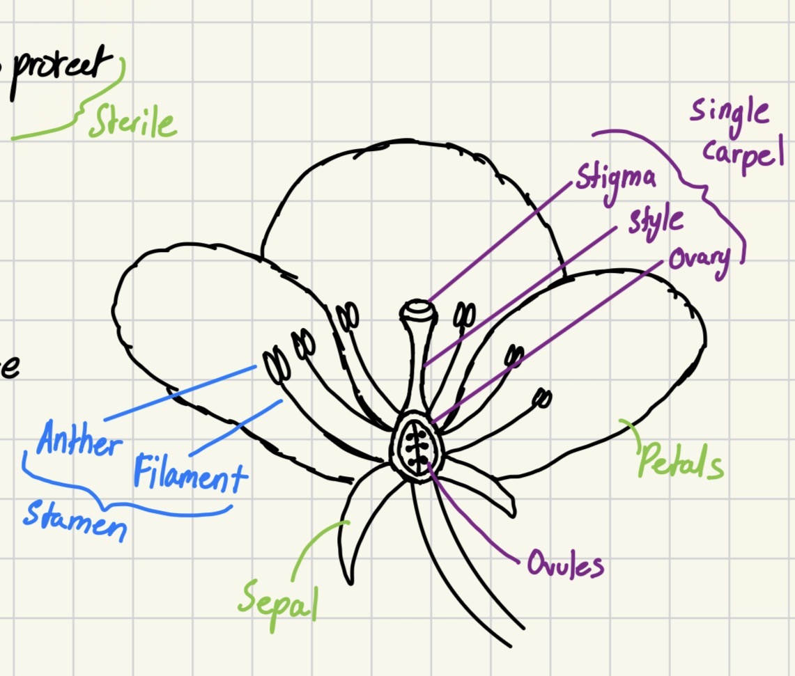 <p>Stamen (male sexual reproductive organ (microsporophyll))</p><ul><li><p>Filament: Stalk heightening the anther</p></li><li><p>Anther: Site of meiosis to produce microspores and pollen</p></li></ul><p>Carpel (female sexual reproductive organ (megasporophyll))</p><ul><li><p>Stigma: Sticky site of landing for pollen</p></li><li><p>Style: Tube connecting stigma and ovary</p></li><li><p>Ovary: Site of ovules who become female</p></li></ul><p>Sterile organs</p><ul><li><p>Petals: Used to attract pollinators</p></li><li><p>Sepal: Protect flower prior to bloom</p></li></ul><p></p>