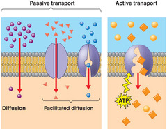 <p>- Movement of specific molecules across cell membranes through protein channels</p>