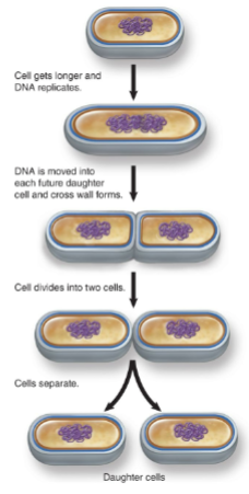 <p>bacterial reproduction, asexual</p><ol><li><p>cell gets <u>longer</u>, <u>DNA replicates</u></p></li><li><p>DNA moved into future daughter cell, <u>cross wall</u> forms</p></li><li><p>cell <u>divides</u> into two cells</p></li><li><p>cells <u>separate</u></p></li></ol><p></p>