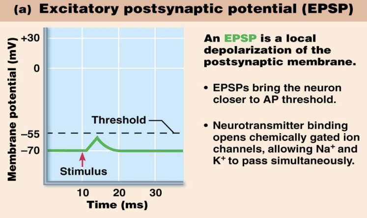 <ul><li><p>What does EPSP stand for?</p></li><li><p>What ion movement occurs during an EPSP?</p><ul><li><p>What effect does an EPSP have on the inside of the cell?</p><ul><li><p>Does an EPSP depolarize or hyperpolarize the membrane?</p></li></ul></li></ul></li></ul><p></p>