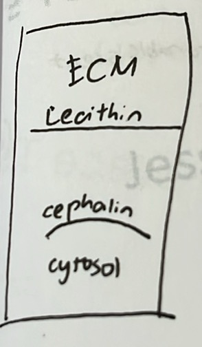 <ol><li><p><strong><u>Cephalin</u></strong><br>= <span style="color: green;"><strong>Inner </strong></span>leaflet (cytoplasmic side) of the lipid bilayer.<br>= Functions:<br>&nbsp; > Supports and stabilizes membrane curvature.<br>&nbsp; > Plays a key role in blood coagulation pathways.</p></li><li><p><strong><u>Lecithin</u></strong><br>= <span style="color: red;"><strong>Outer </strong></span>leaflet (exoplasmic side) of the lipid bilayer.<br>= Functions:<br>&nbsp;&nbsp;> Maintains the structure and fluidity of the cell membrane.<br>&nbsp; > Aids in the transport and metabolism of lipids.</p></li></ol><p></p>