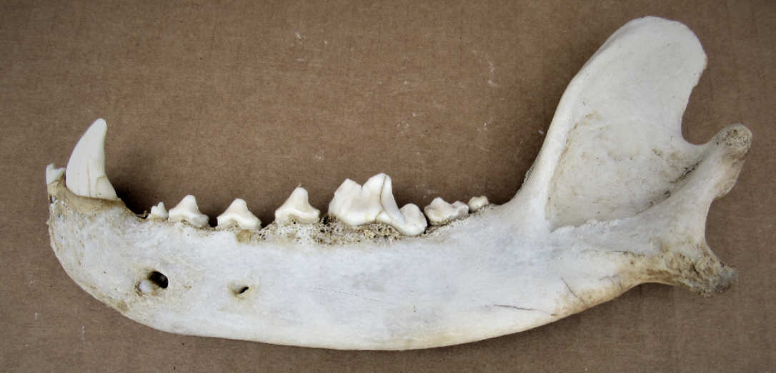 <p><strong>These bones came from the ________ side of the body.</strong></p>