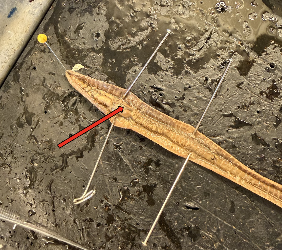 <p>What is this Structure? What is the Function?</p>