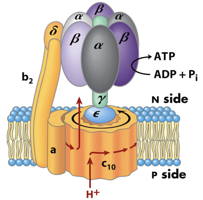 <p>About how many protons are required per full rotation of the human c10 ring?</p>