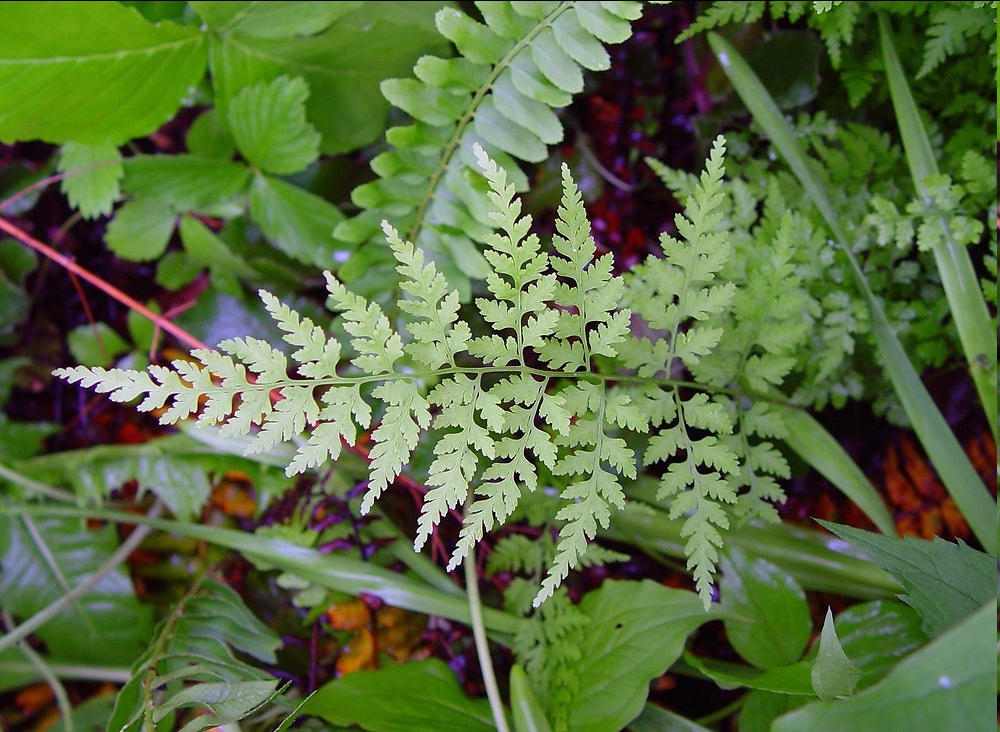 <p><span style="font-family: "Open Sans"; font-size: large;"><strong><u>Cystopteris fragilis - Fragile fern</u></strong></span></p>